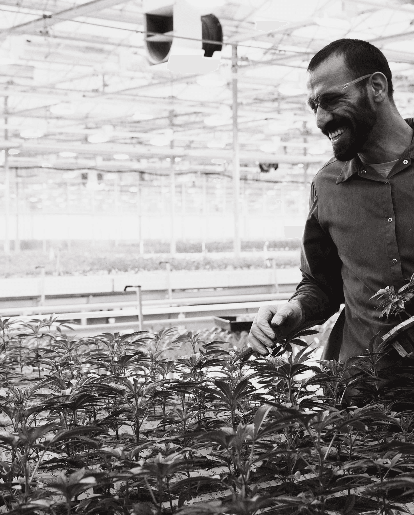 GREENHOUSE CULTIVATION — CONTROLLED ENVIRONMENT AGRICULTURE